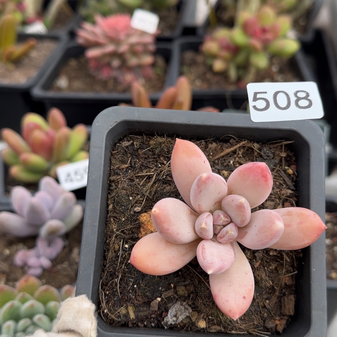 508号一物一拍一物一拍一物一拍