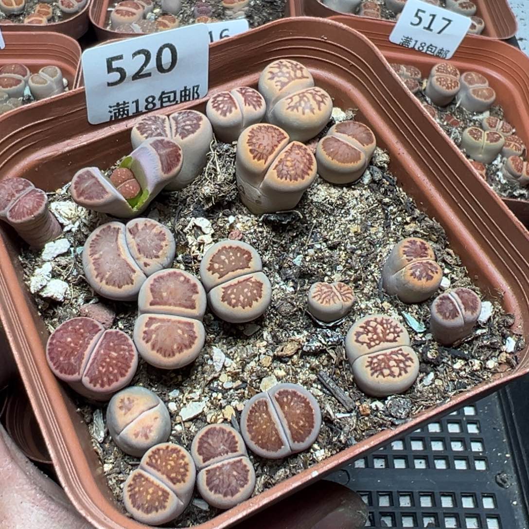 【闪购商品】 520。      