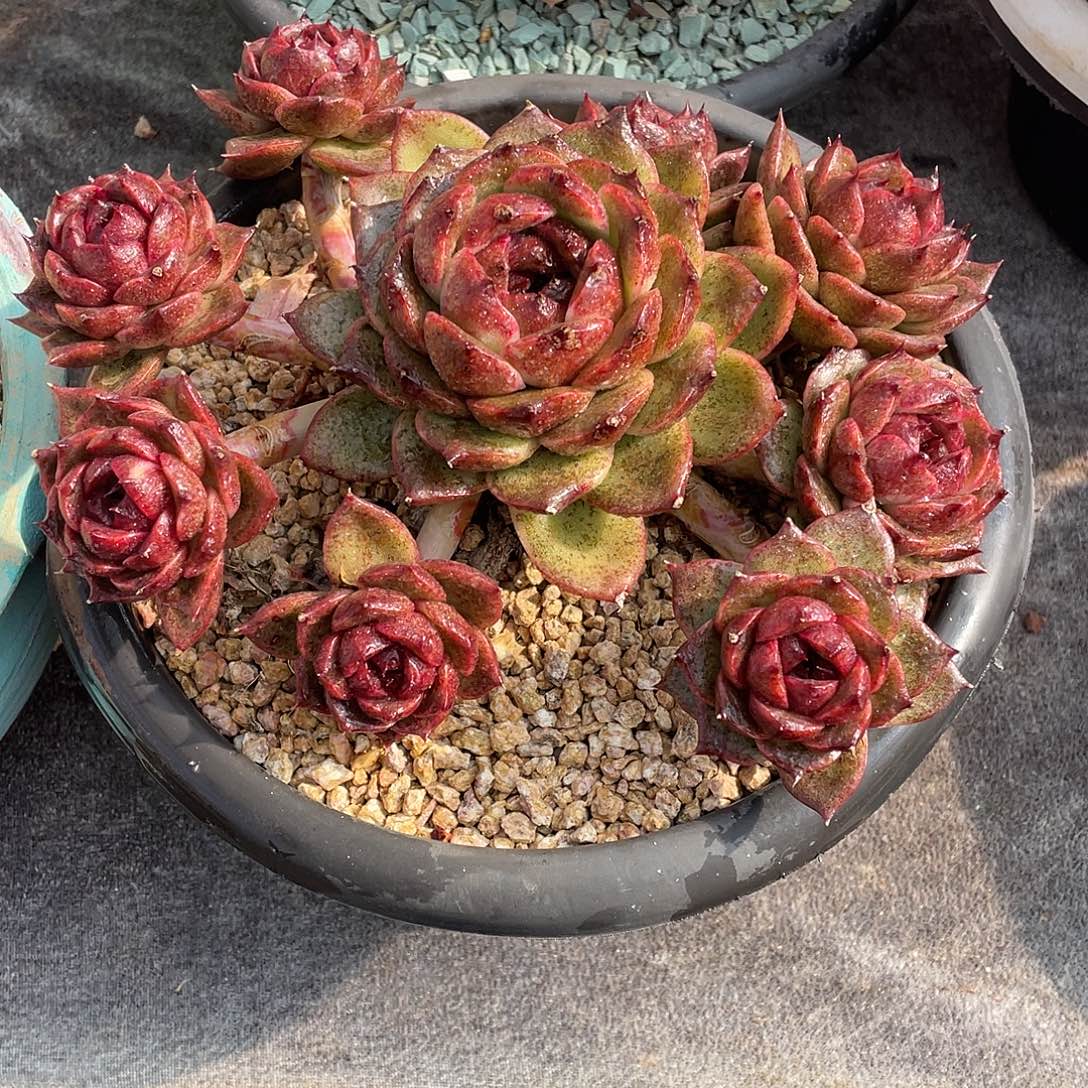 七***）多肉植物一物一拍