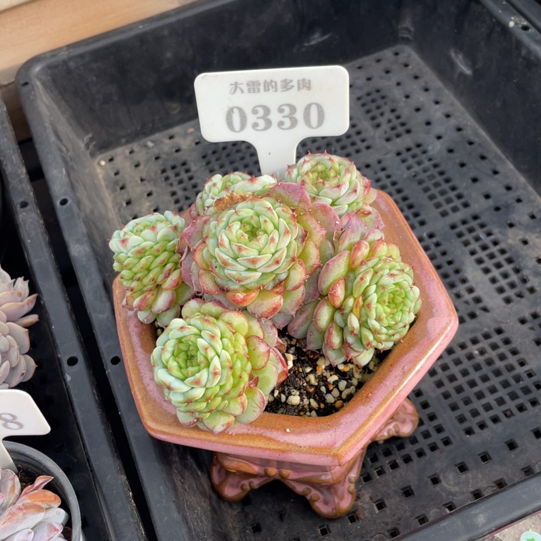 芜*0330天鹅绒不带盆12厘米