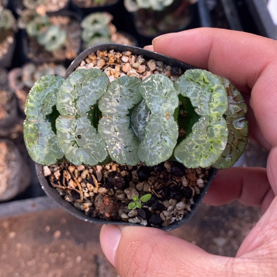 一颗大年份玉扇 零差评 周末整点福利