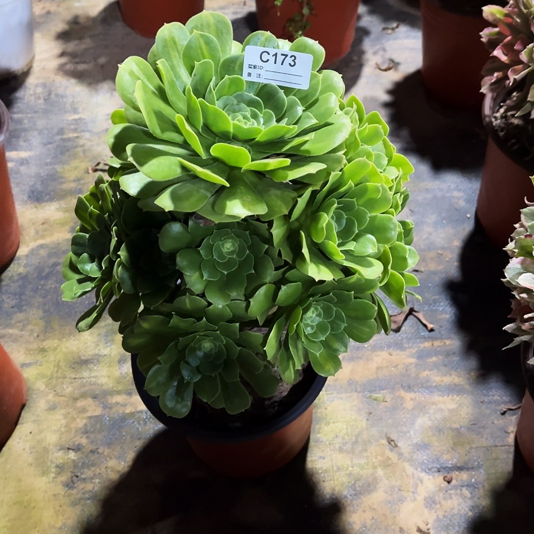 完全开放多肉植物173绿杨蓉