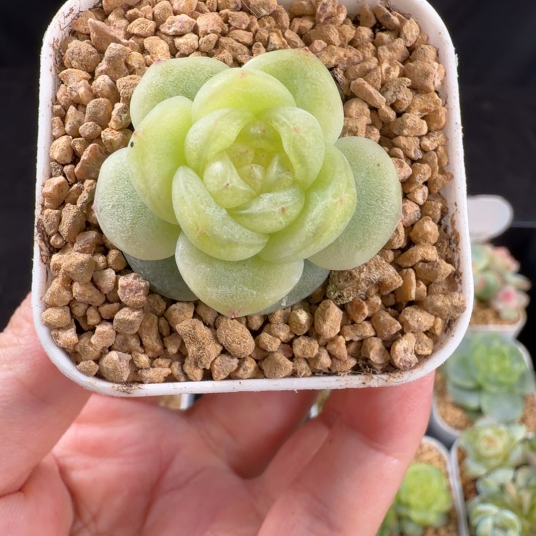 青柠甜心单头56号