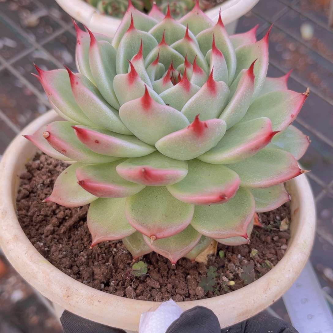 托斯卡11.6公分99米×蓝皮厚米