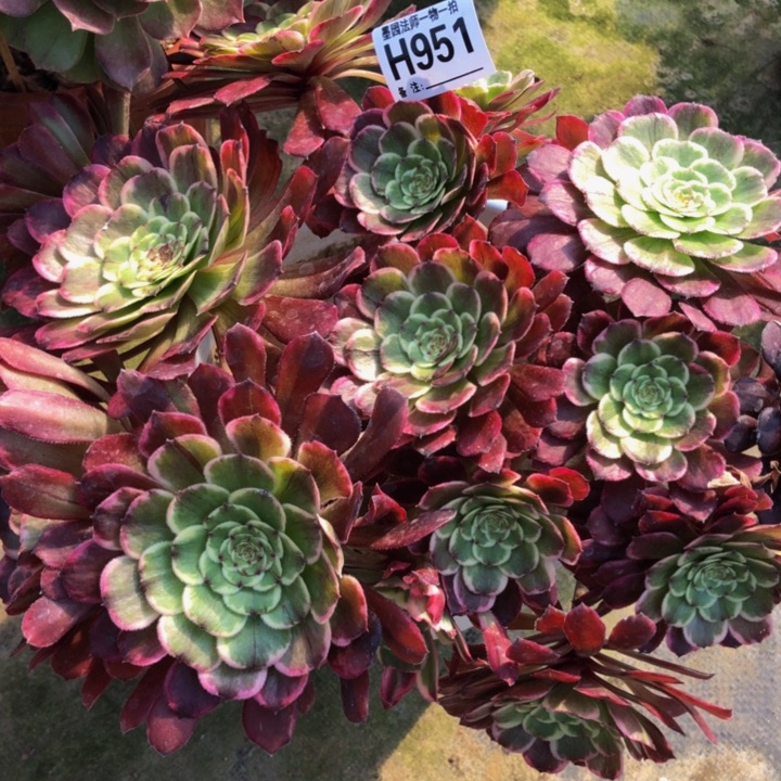 水墨画多肉9510000000000