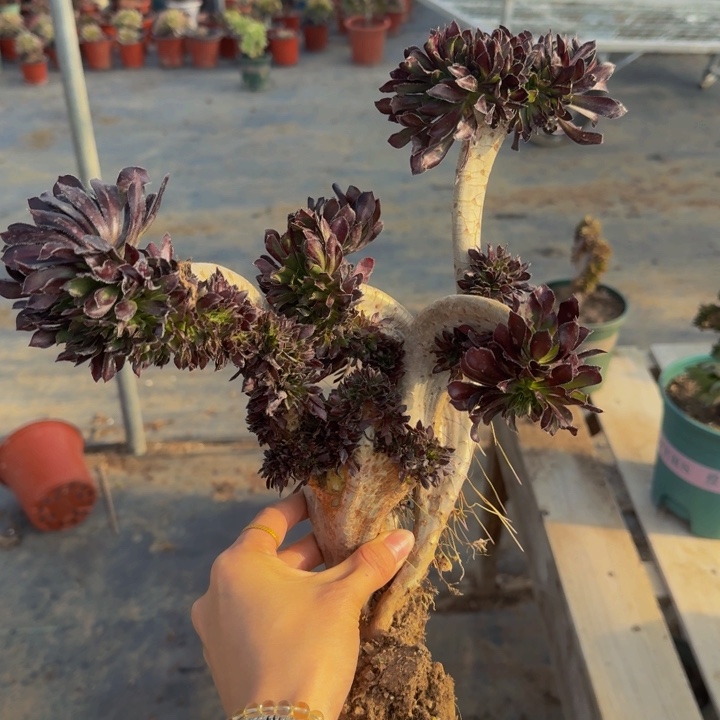 特提啊特特特特特，300