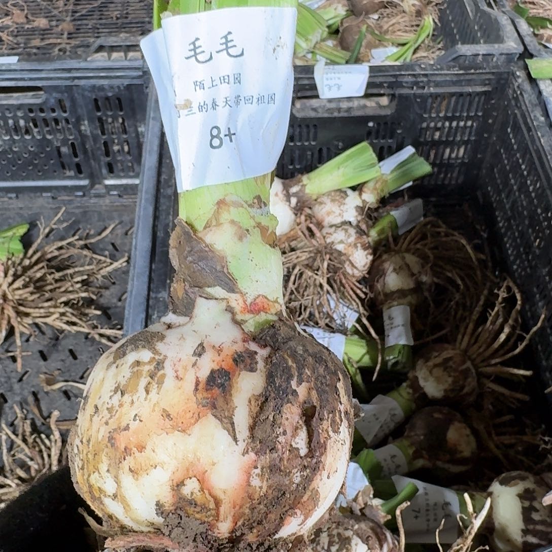 毛毛8➕朱顶红开花球