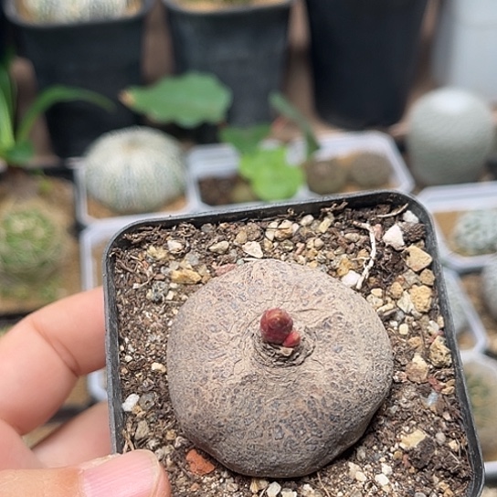 无花朵玫瑰大戟实生4.3cm