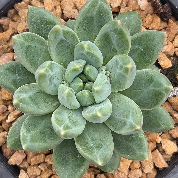 清****美人特价一物一拍多肉