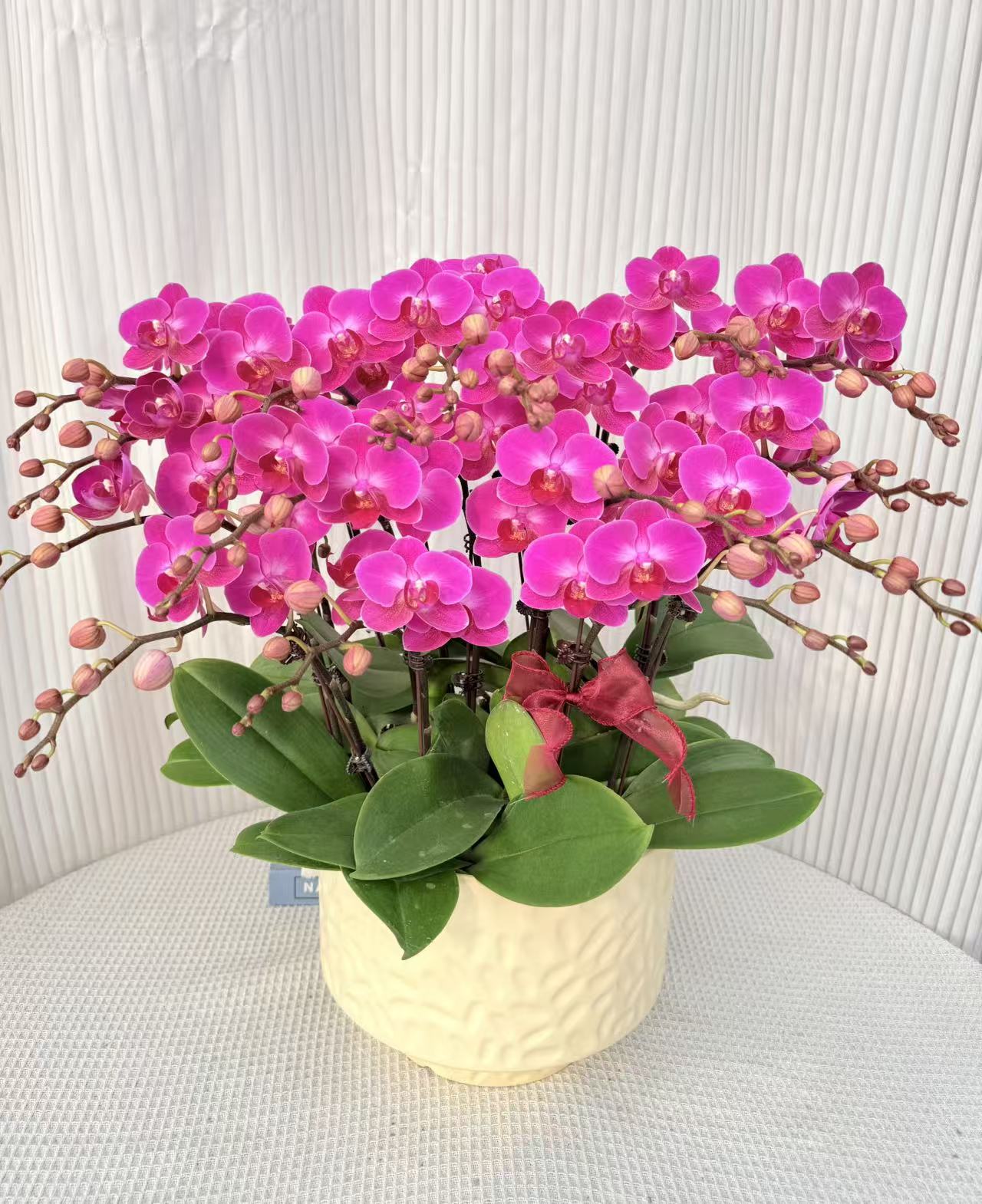 蝴蝶兰《幸福仙女》玫红色系精致组盆年宵花花期长室内耐寒好养活