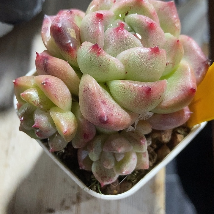 多肉植物如梦令石化572