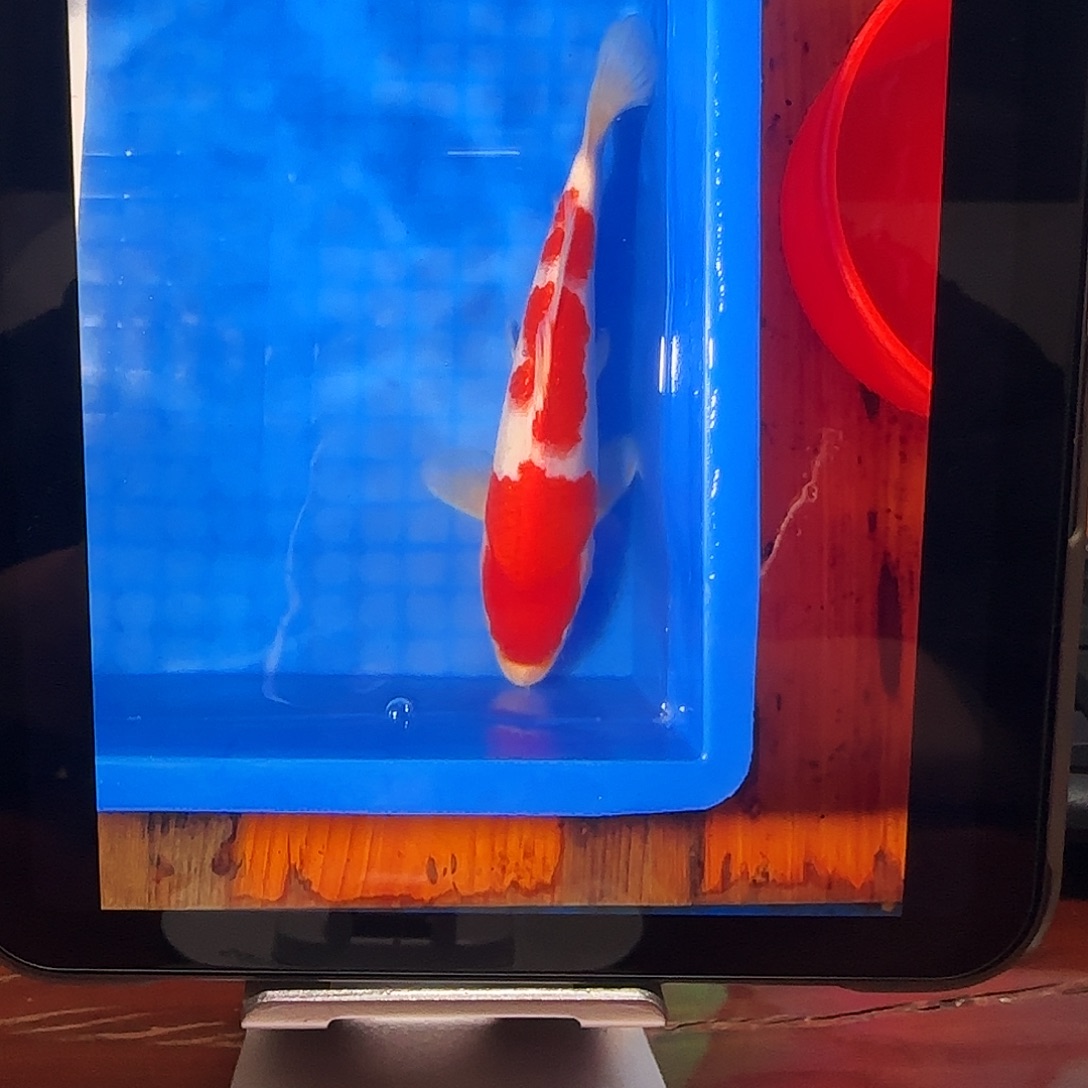 渔悦锦鲤四选滇红红白一尾