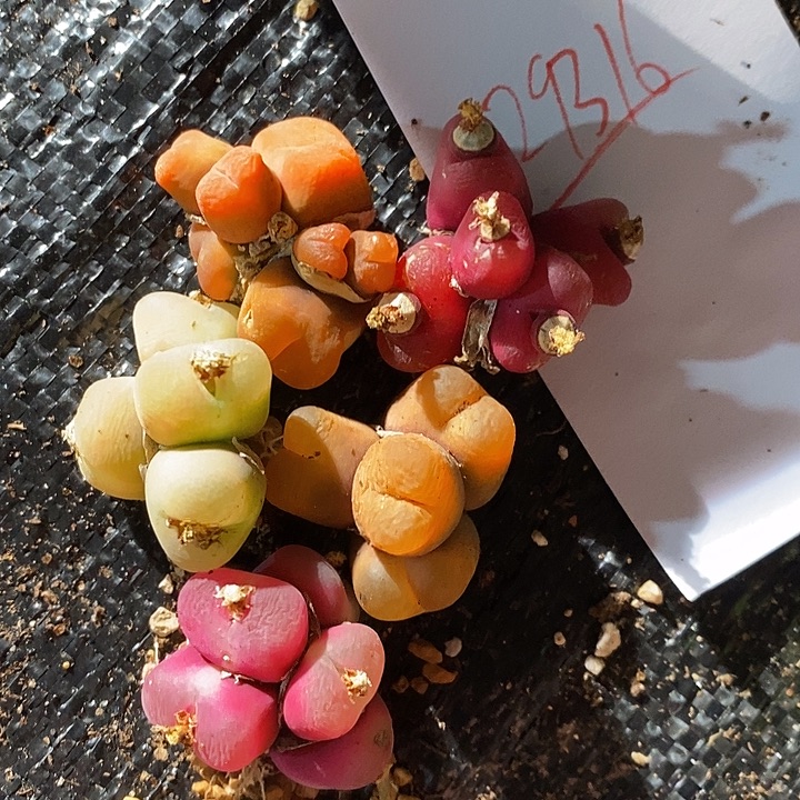 29316。   整点福利一组蟠桃。 