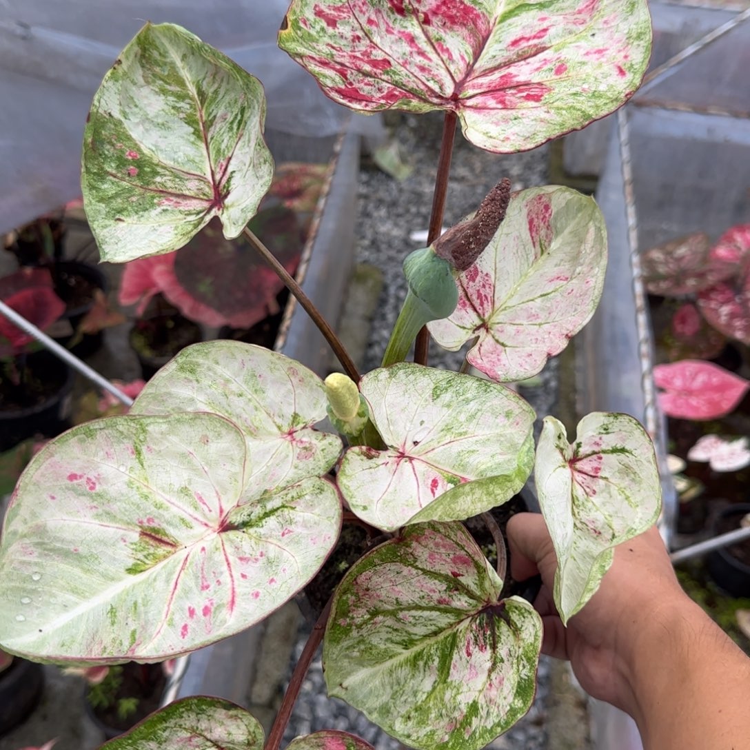 完全开放泰彩大球