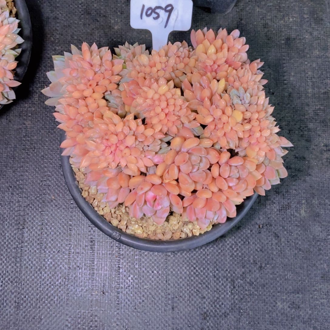 嶷***）1059大胖美人缀化