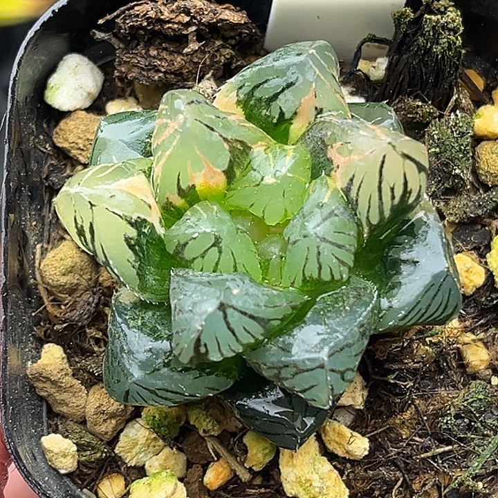 114OM玉露锦头家多肉十二卷