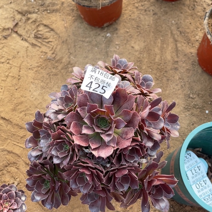 425荷兰玫瑰手捧4