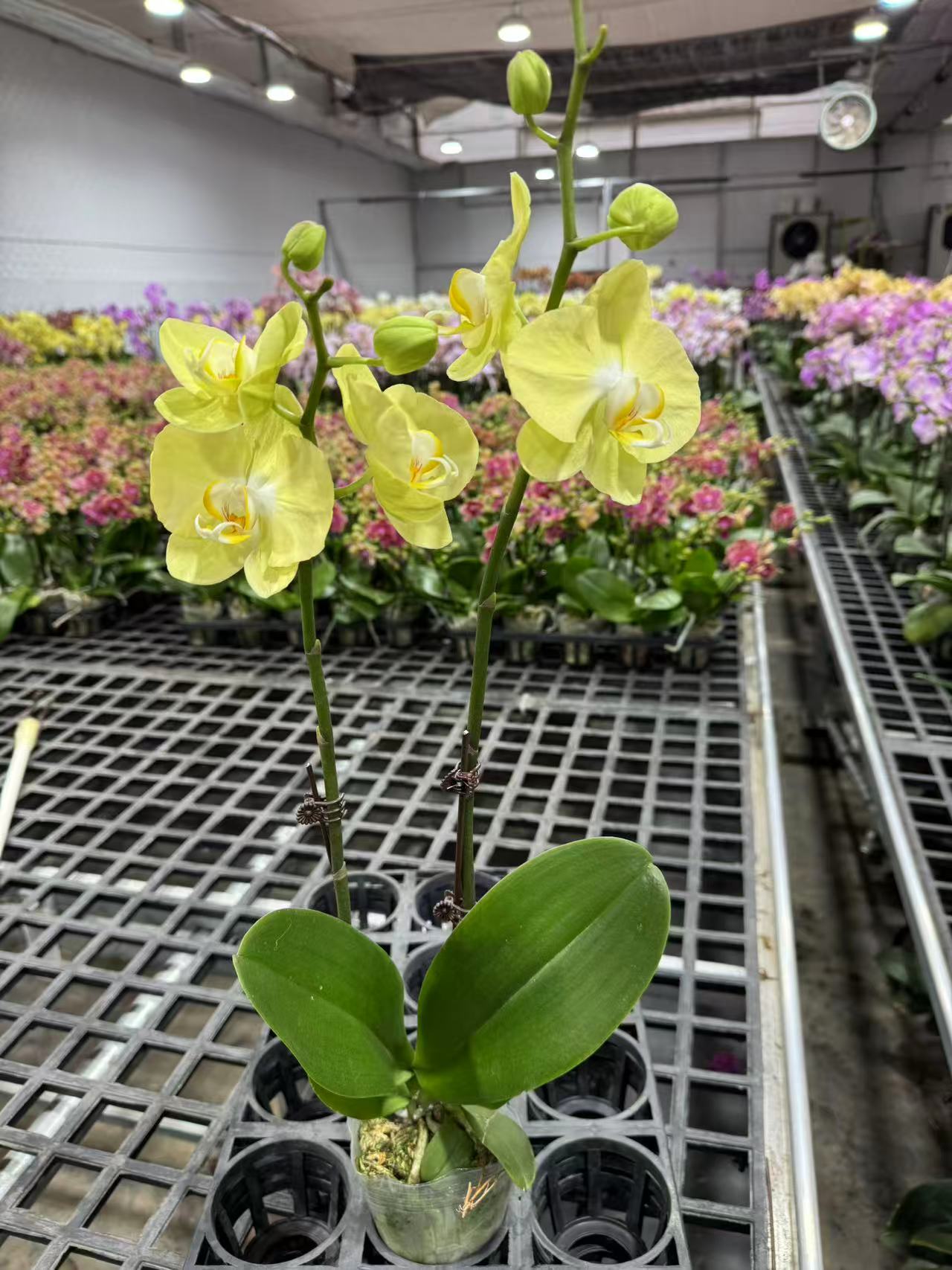 蝴蝶兰【青睐】带花苞昆明源头基地直发