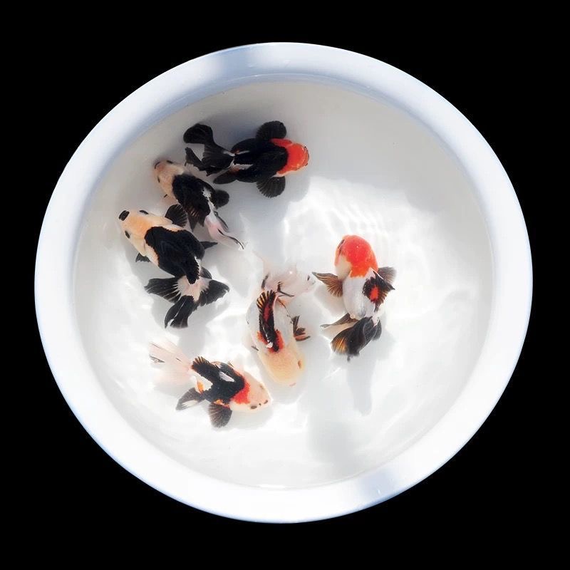好养耐活冷水观赏金鱼鱼苗多种品种可选