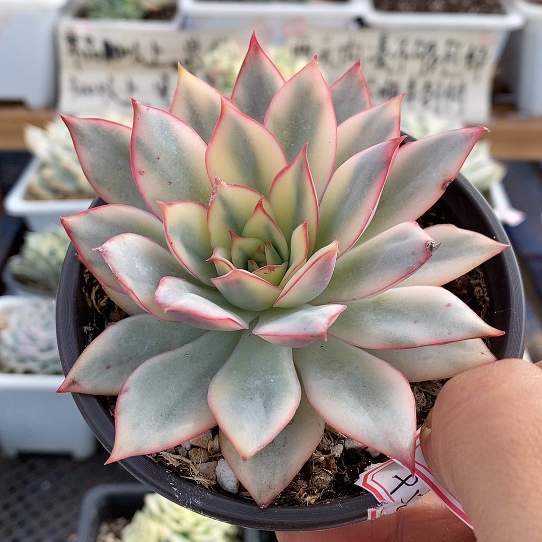 14248 月光女神锦