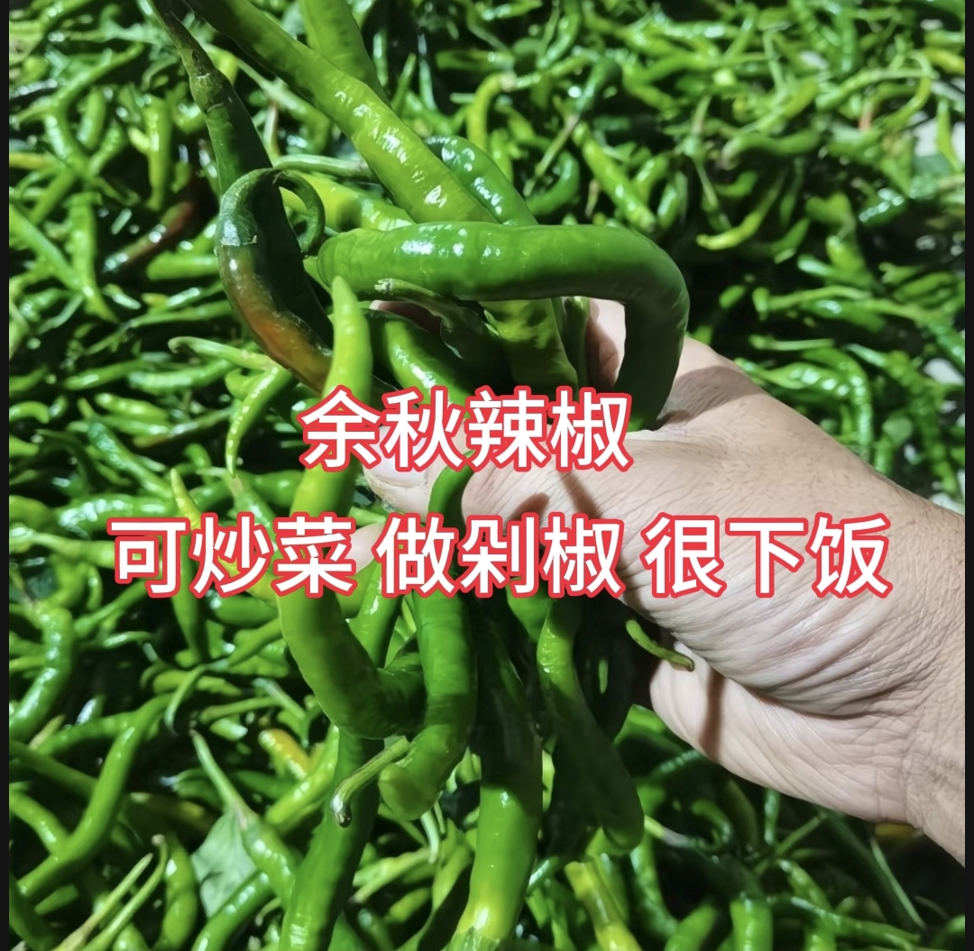 贵州特产农家新鲜现摘香辣薄皮青椒美味下饭余秋辣椒糟辣椒辣椒酱