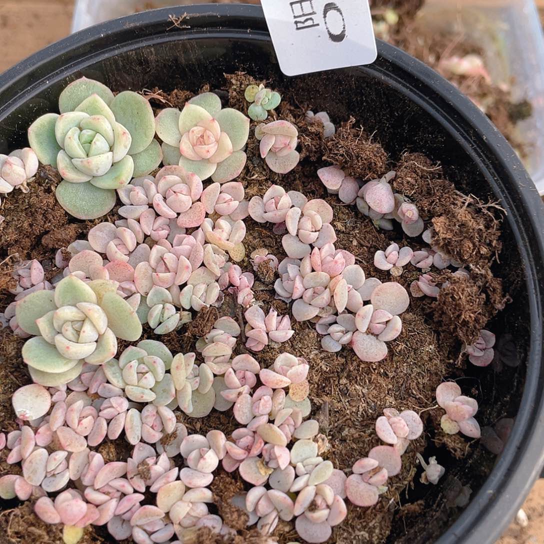 多肉植物多肉植物545