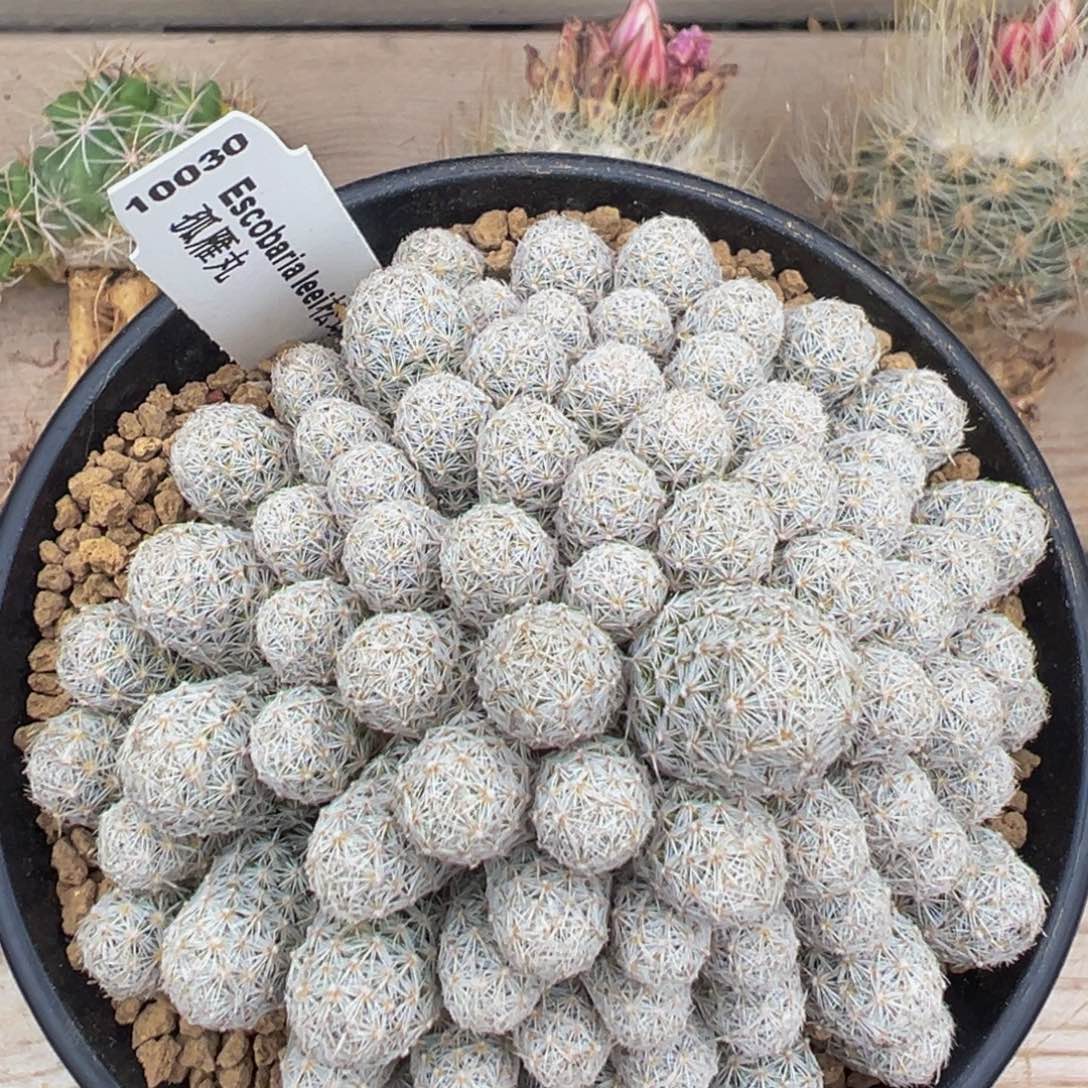 320实生根多肉植物带盆土