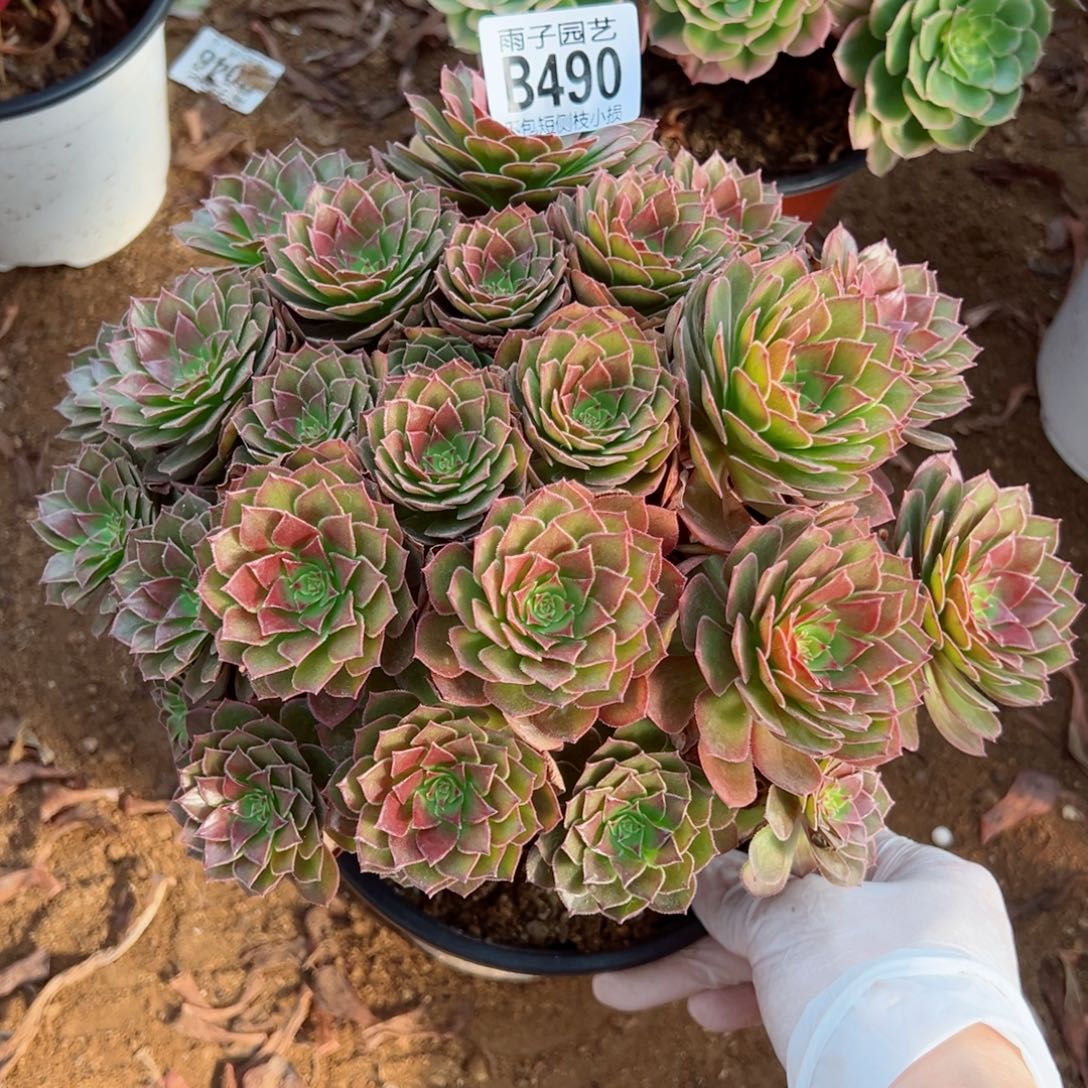 490红魔玫瑰尺寸23左右