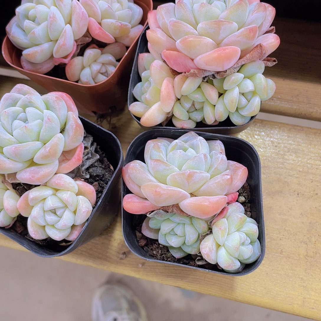 138号 奶油冰玉群生一个