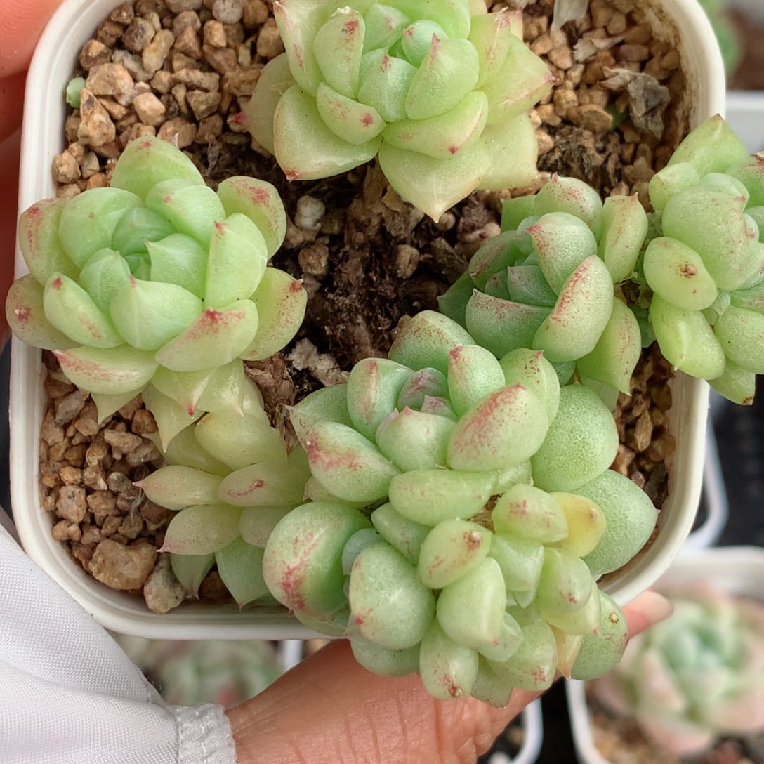 31麦秆58包邮  群生不包整 