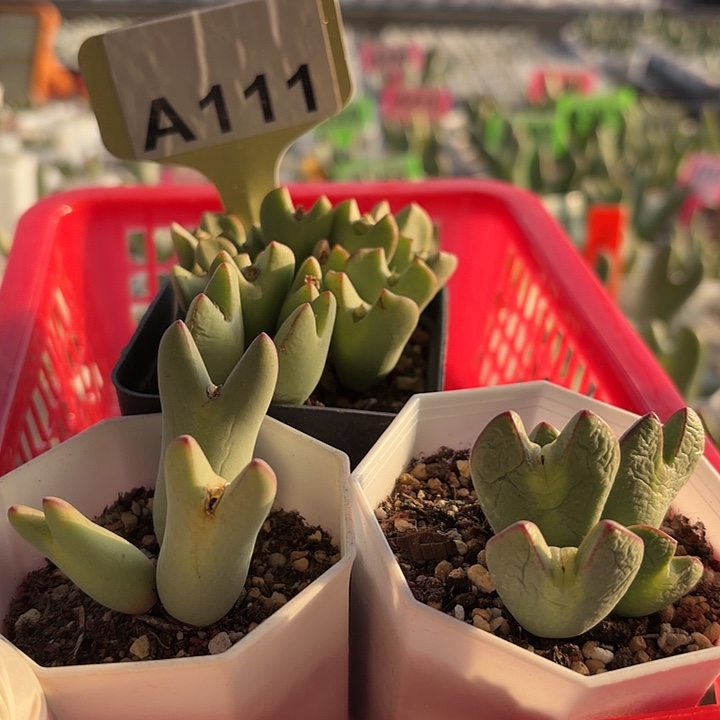 嘿****111们几年男男女女奶奶