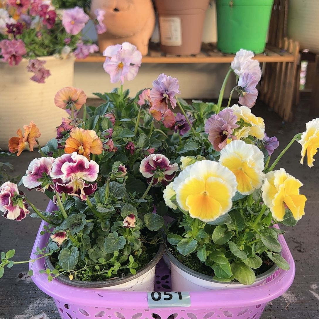 【闪购商品】051号