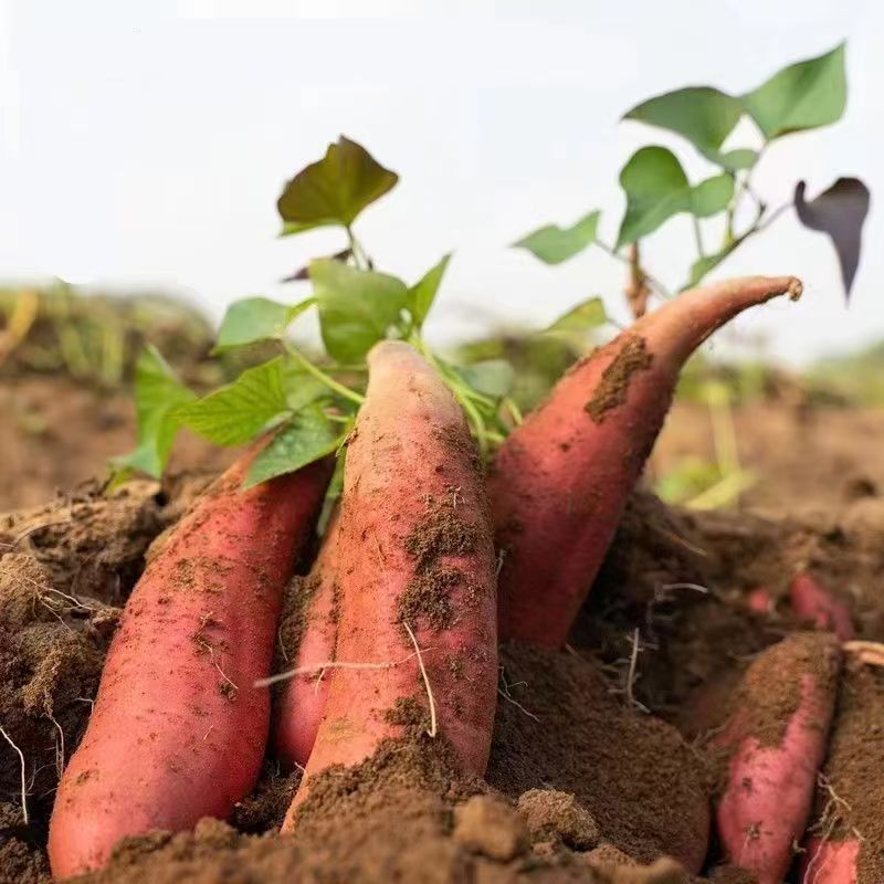陕西农家红苕红薯自种山芋地瓜