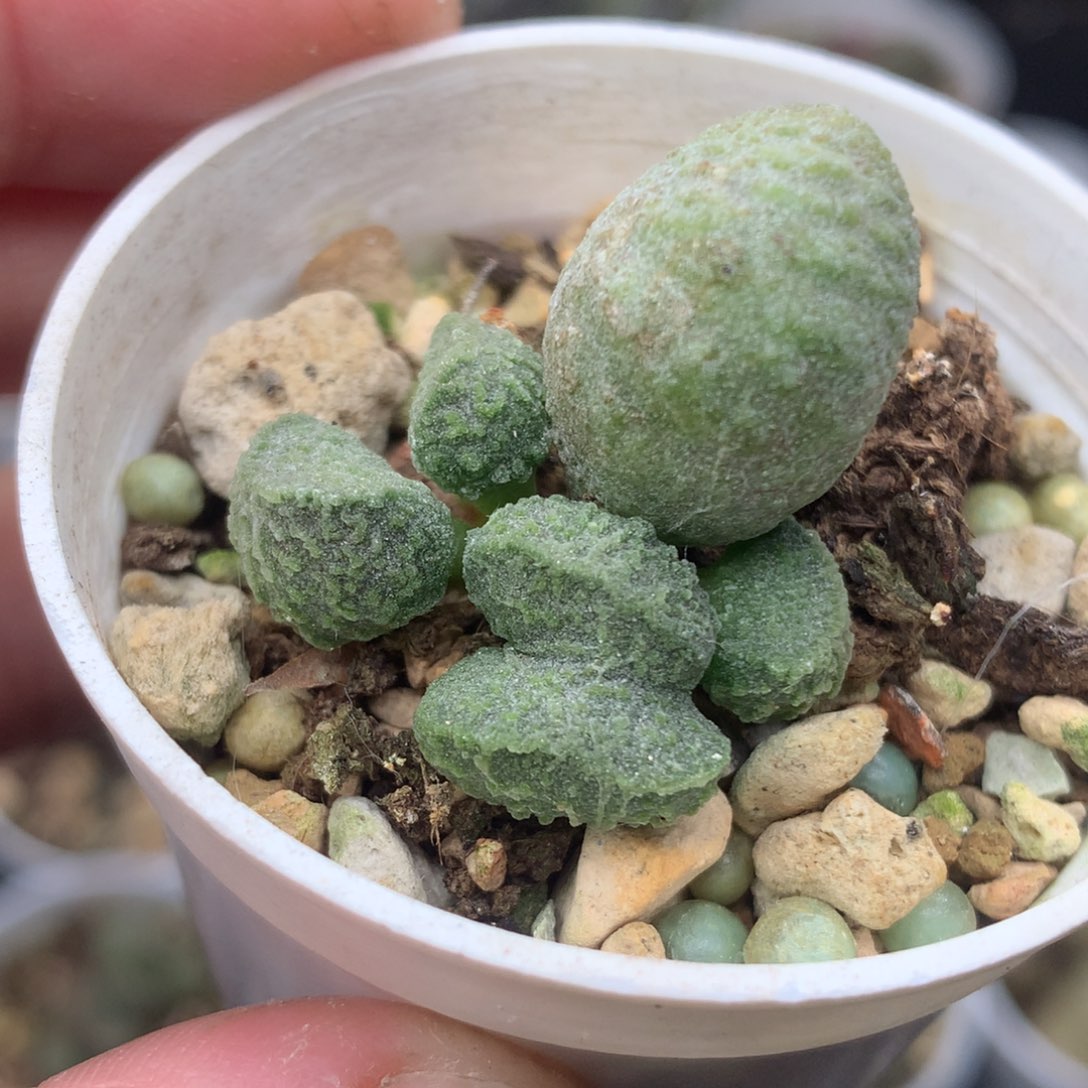 实生水泡一物一拍