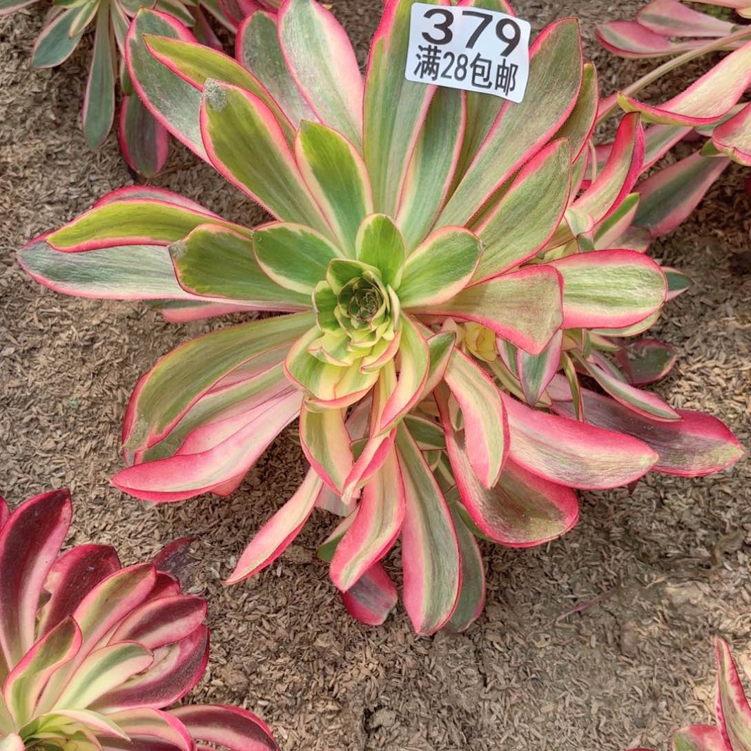 D. 379红魔女多肉111111