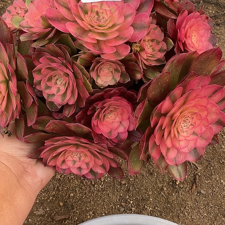 多肉植物荔枝676多肉