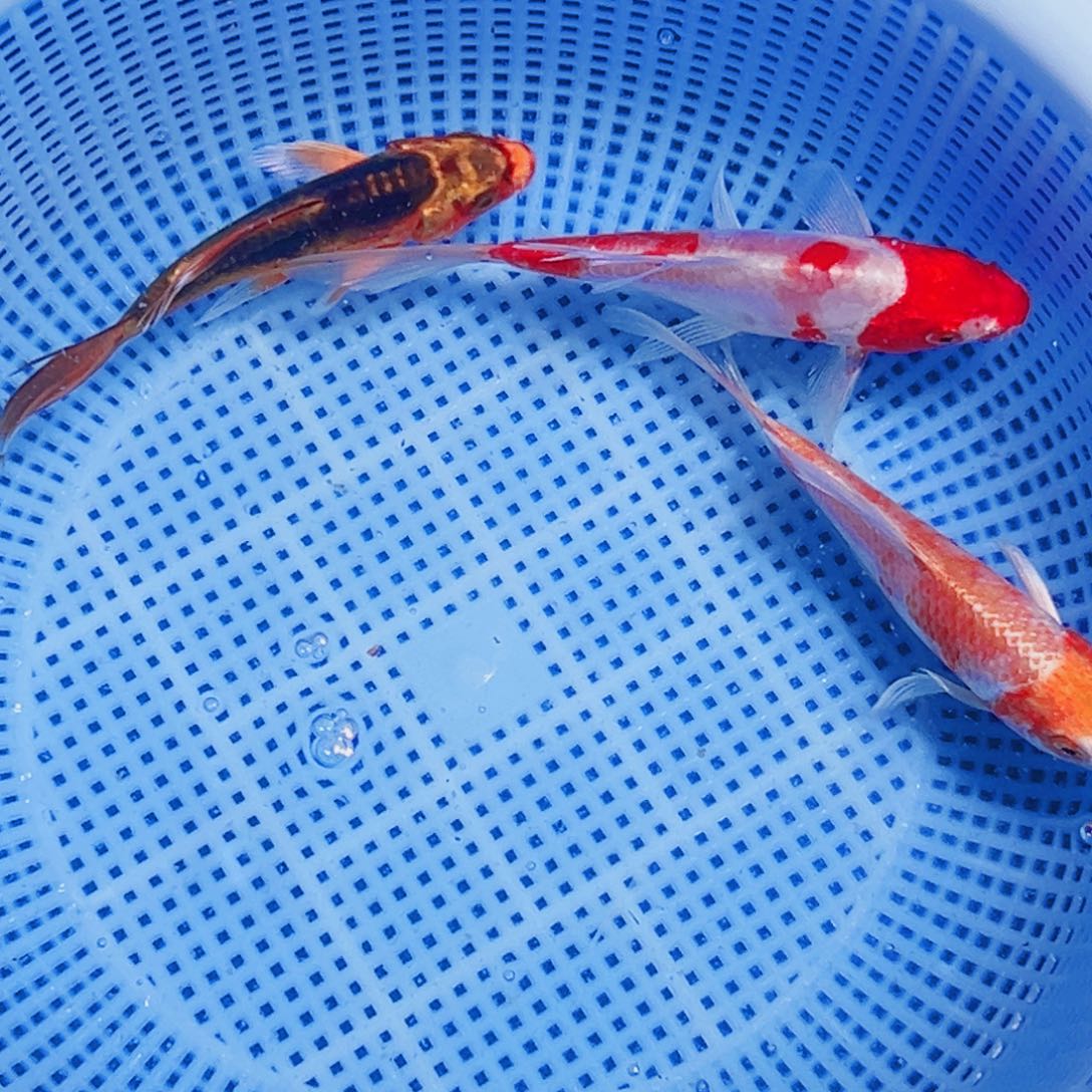 锦鲤锦鲤观赏鱼2111