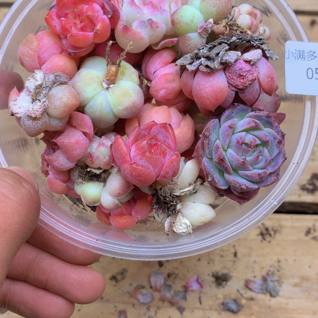 我要去看量拍备注多肉050