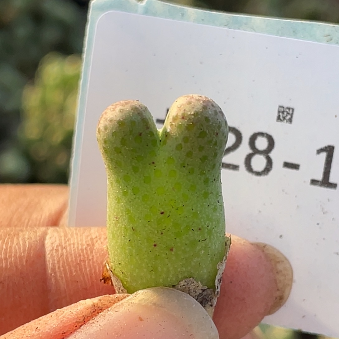 28-134斑马955d肉锥