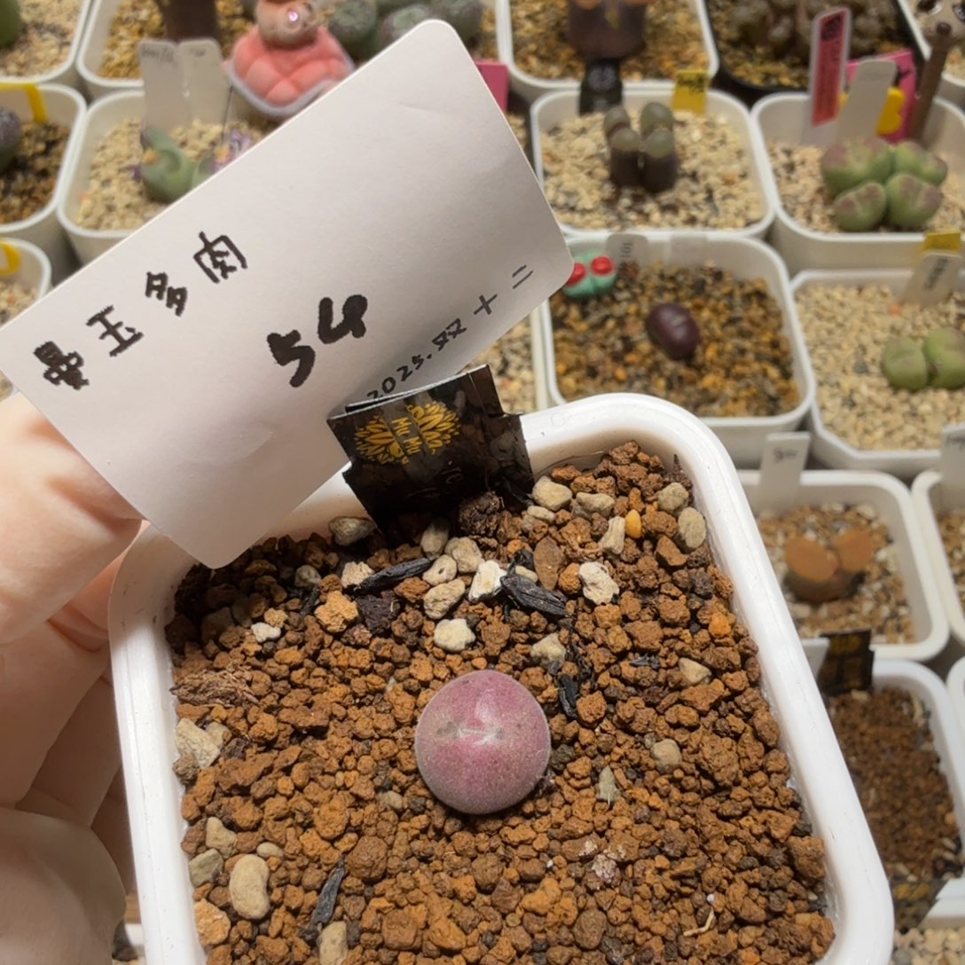 悠***主多肉多肉多肉12-054