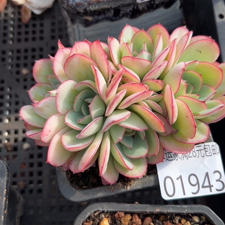 幸运儿是一位非常优秀幸运