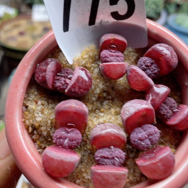 775阿克塞尔玫瑰一颗脱土