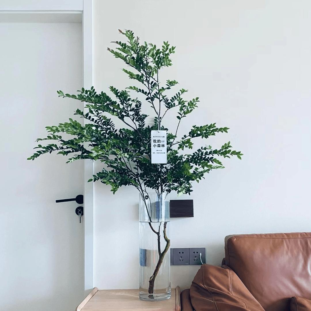 美男树平替日本吊钟马醉木室内水培鲜切枝客厅办公桌装饰懒人绿植