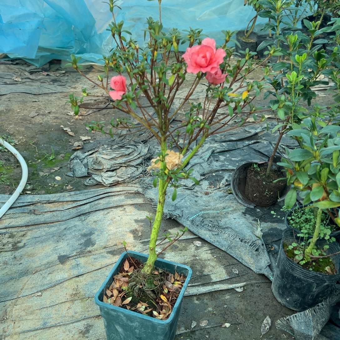 苏***好完全开放五宝绿珠