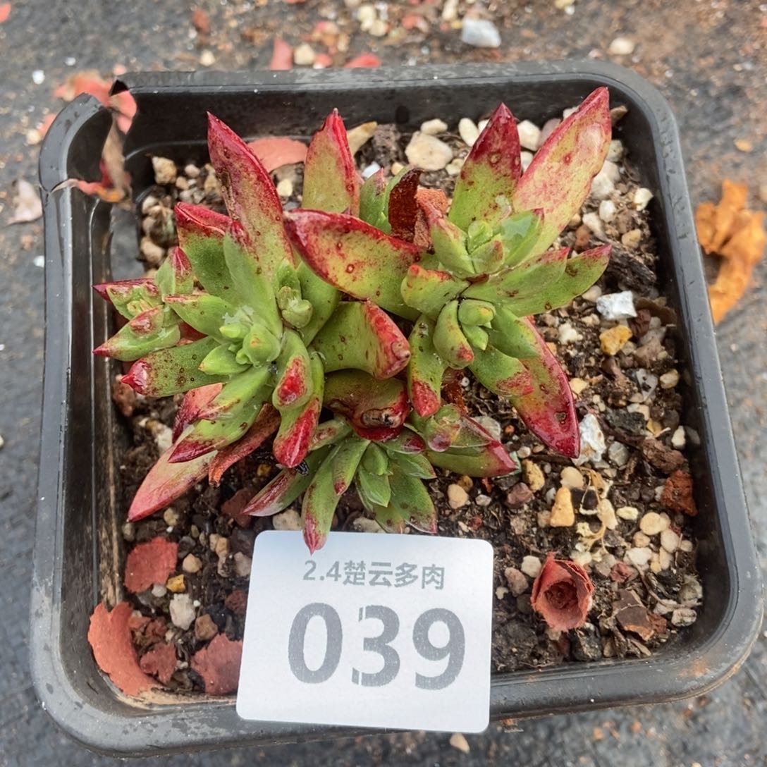 039法诺多肉植物 