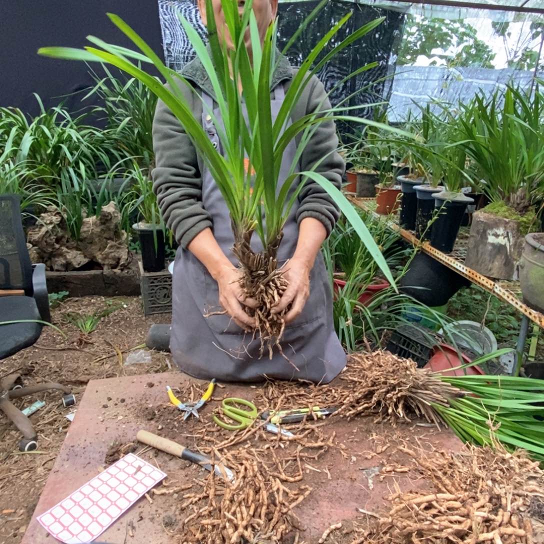 完全开放棕根大雪兰