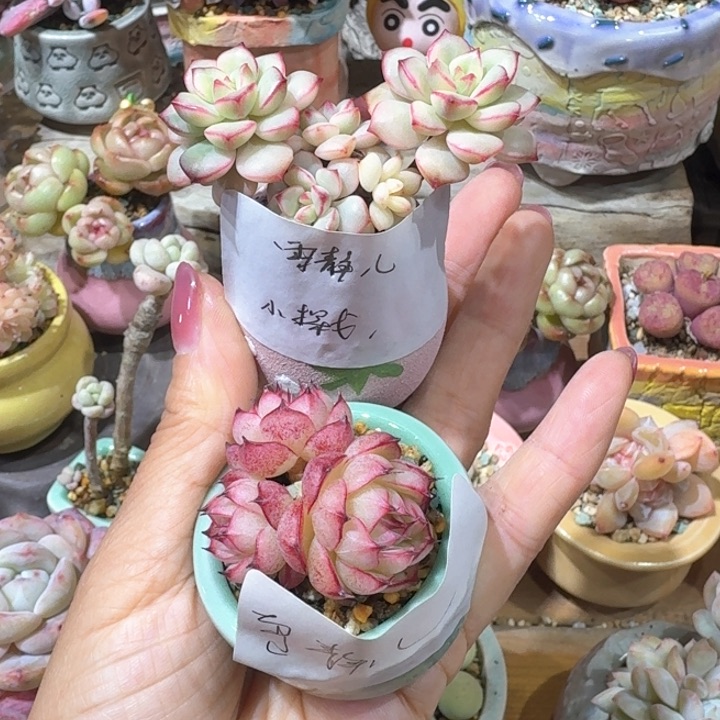 雪***? 多肉含盆土 30元包邮 除偏远地区