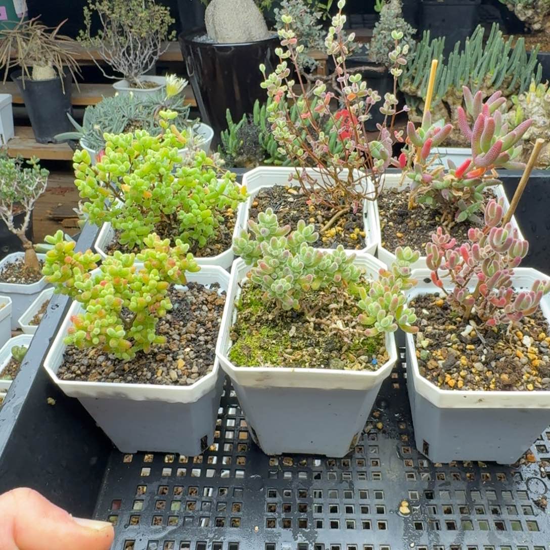 六个枝干福利多肉。        