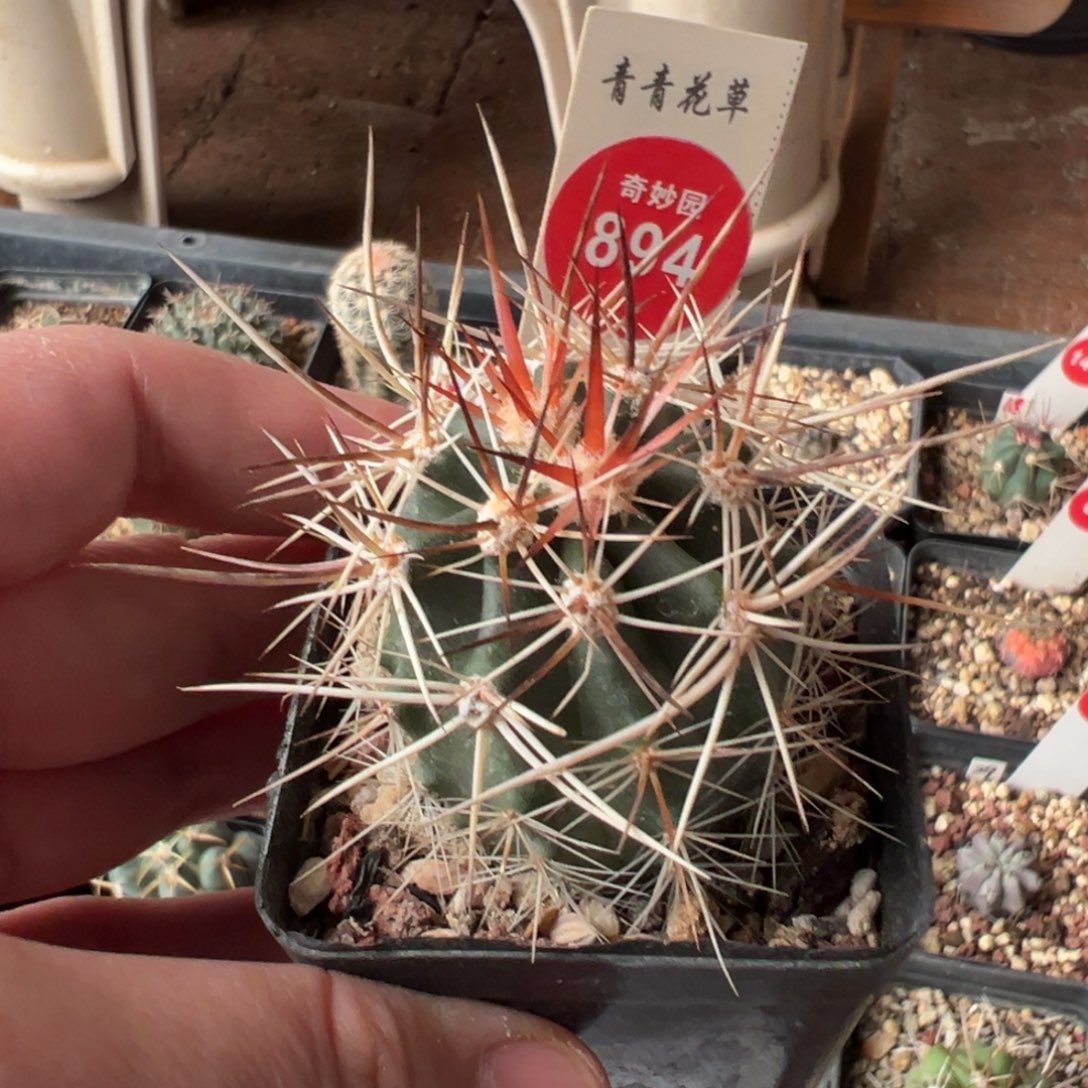 实生狂刺林氏幻虾3.8cm