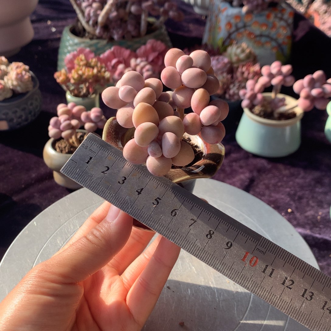 24号带盆偏远地区不包邮的